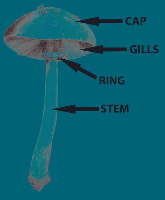 parts of a mushroom diagram