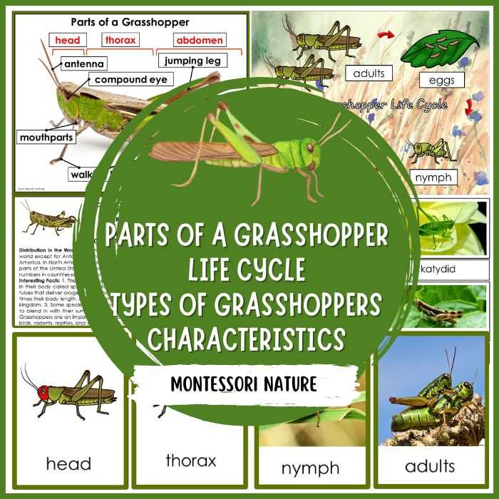 parts of a grasshopper diagram