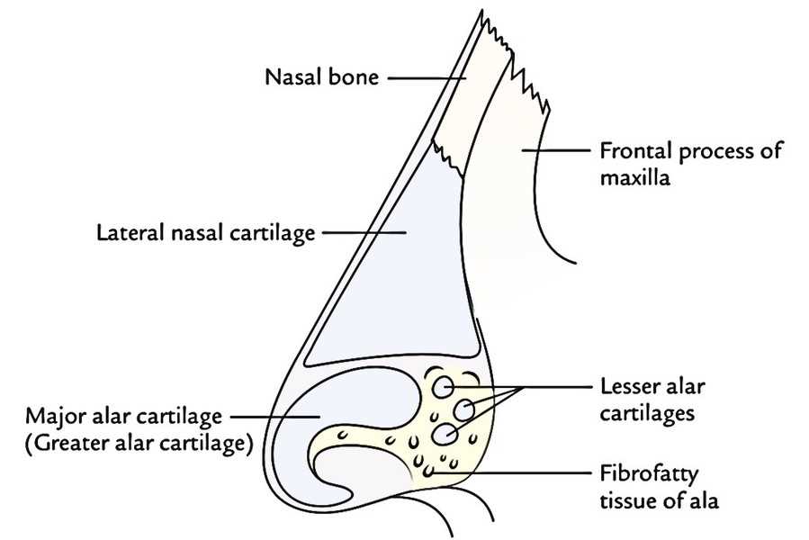 nose diagram with parts