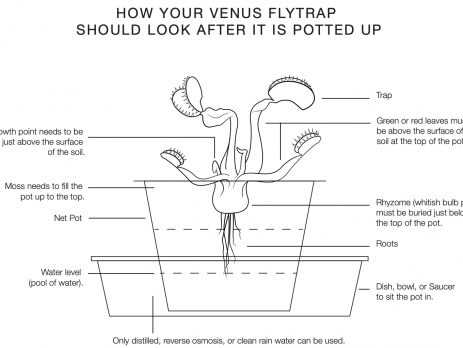 labeled venus fly trap parts diagram