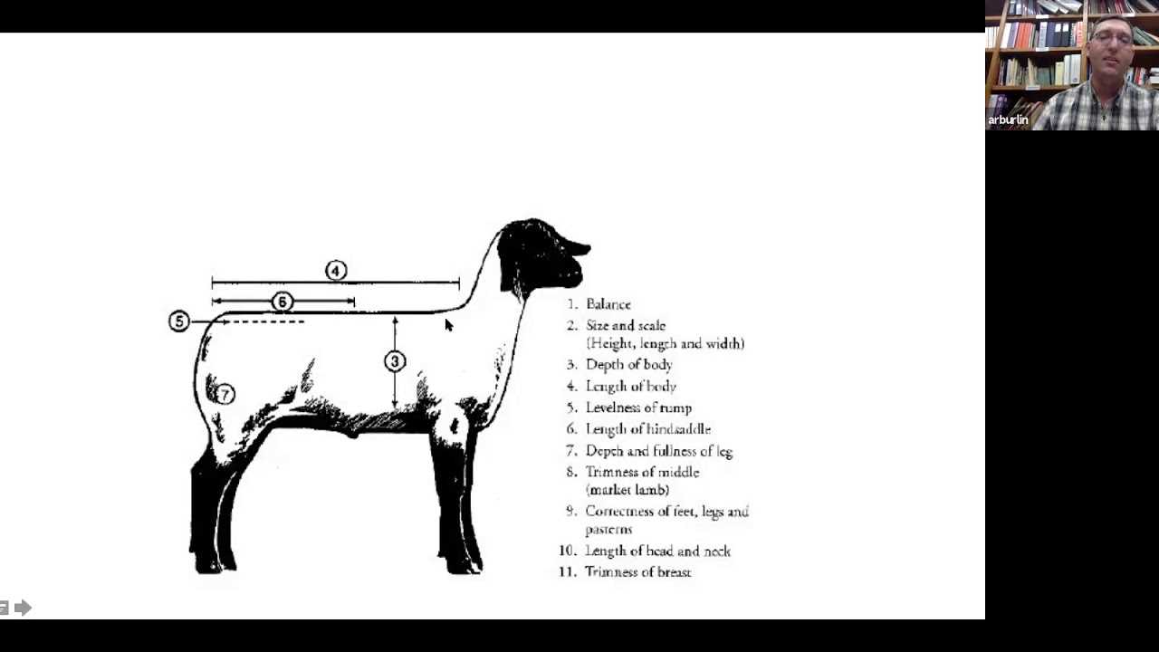 lamb parts diagram