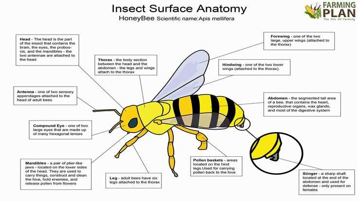 parts of a bee diagram