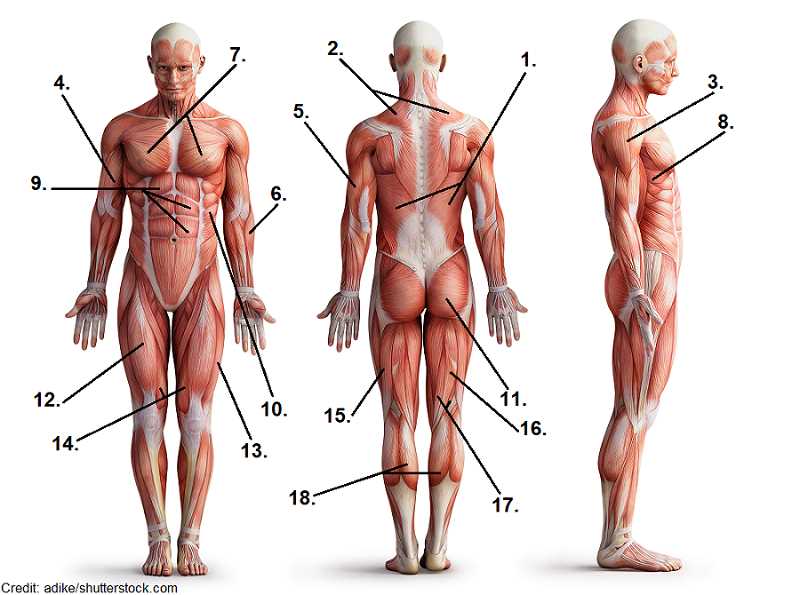 body parts muscles diagram