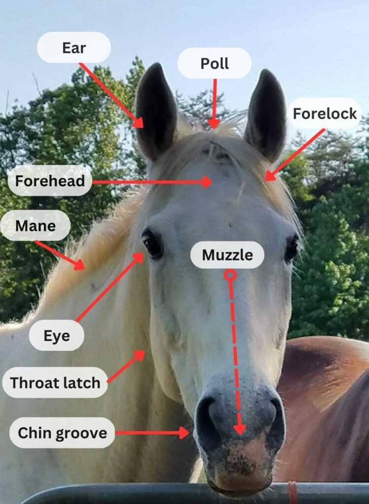 body parts of a horse diagram