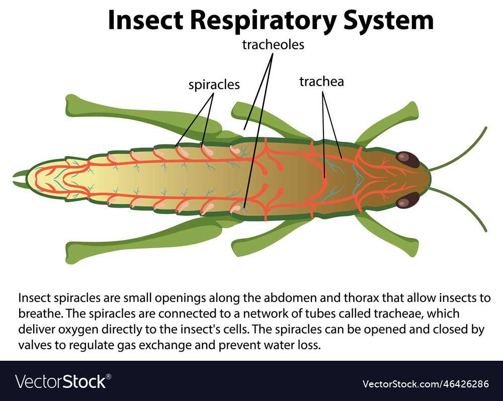 parts of a grasshopper diagram