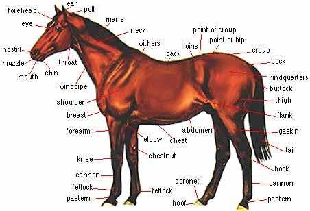 body parts of a horse diagram