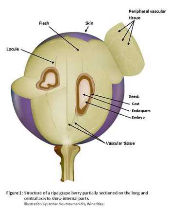 parts of a grape vine diagram