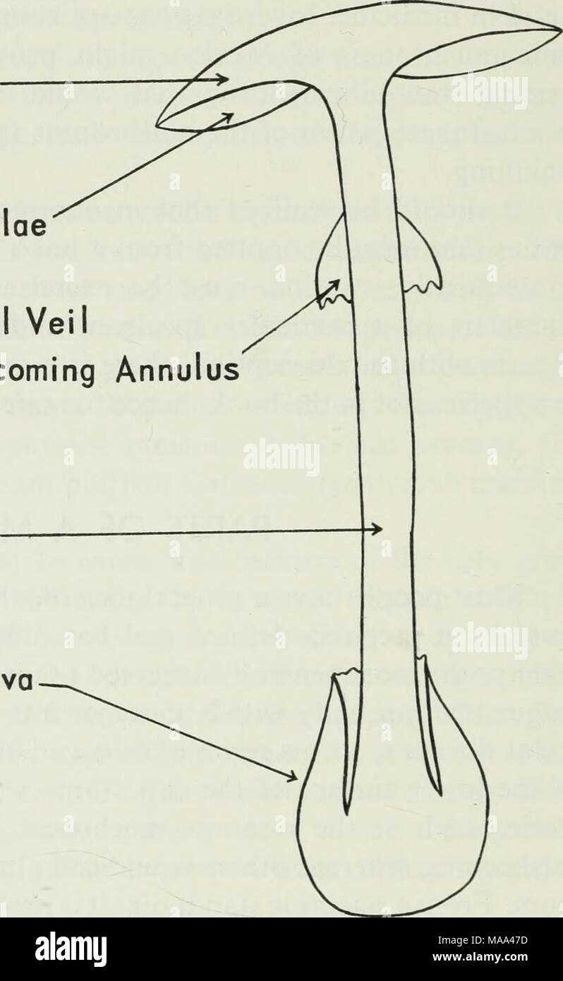 parts of a mushroom diagram