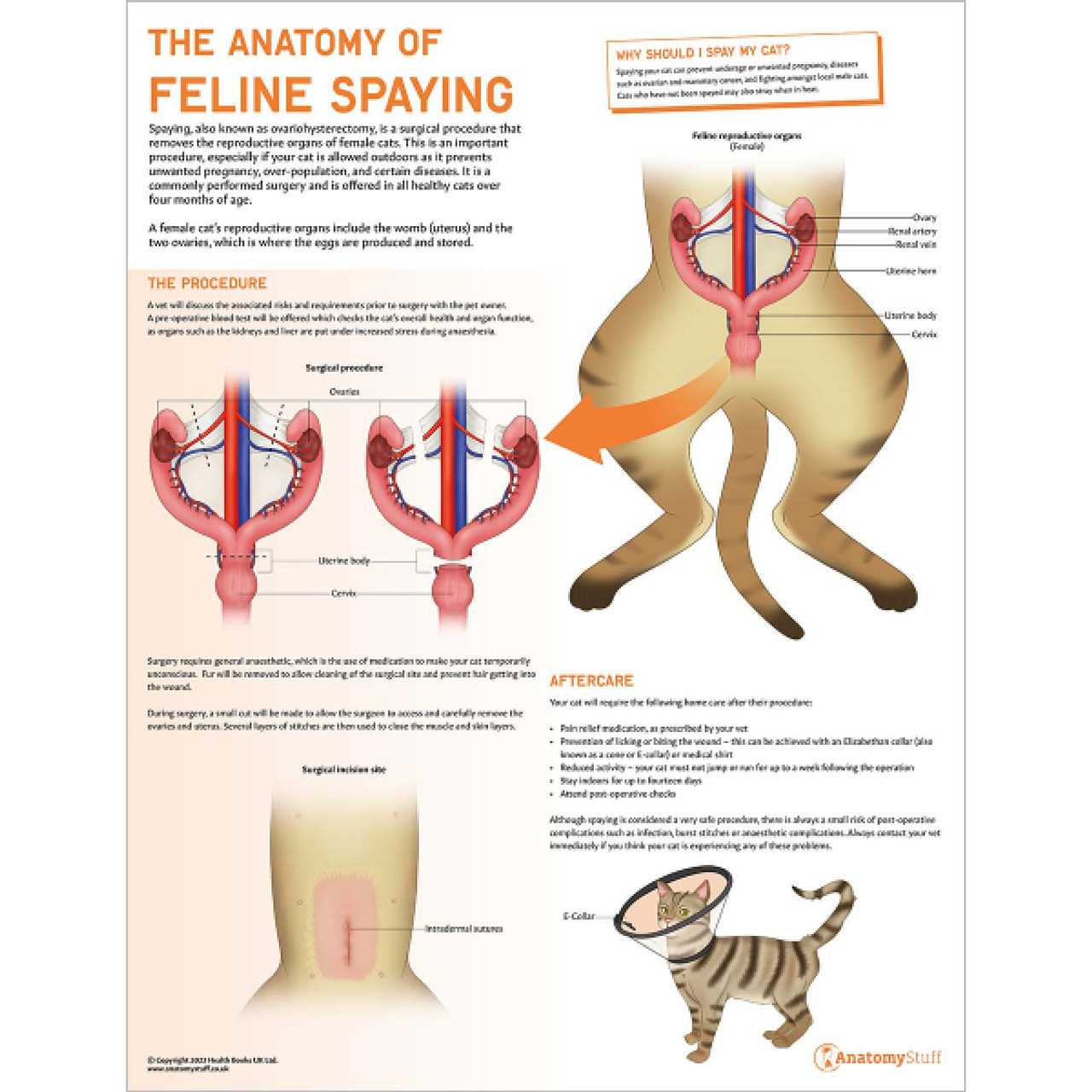 female cat body parts diagram