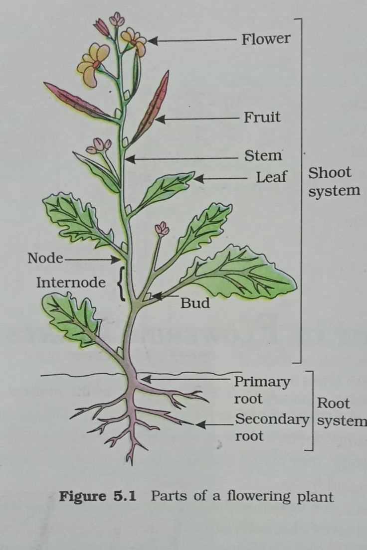 parts of a plant labeled diagram