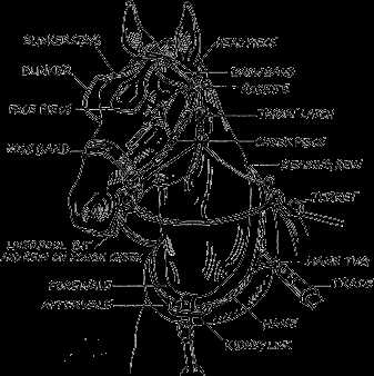 draft horse harness parts diagram