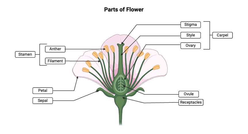 parts of a flower with diagram