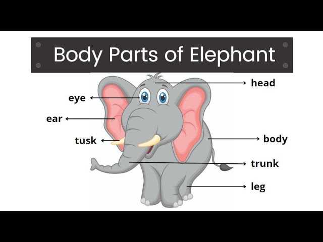 elephant body parts diagram