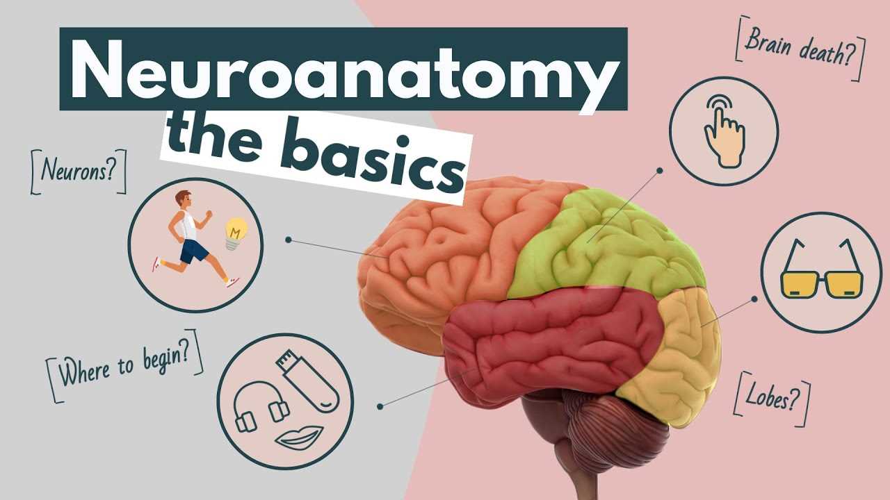 brain diagram with all parts