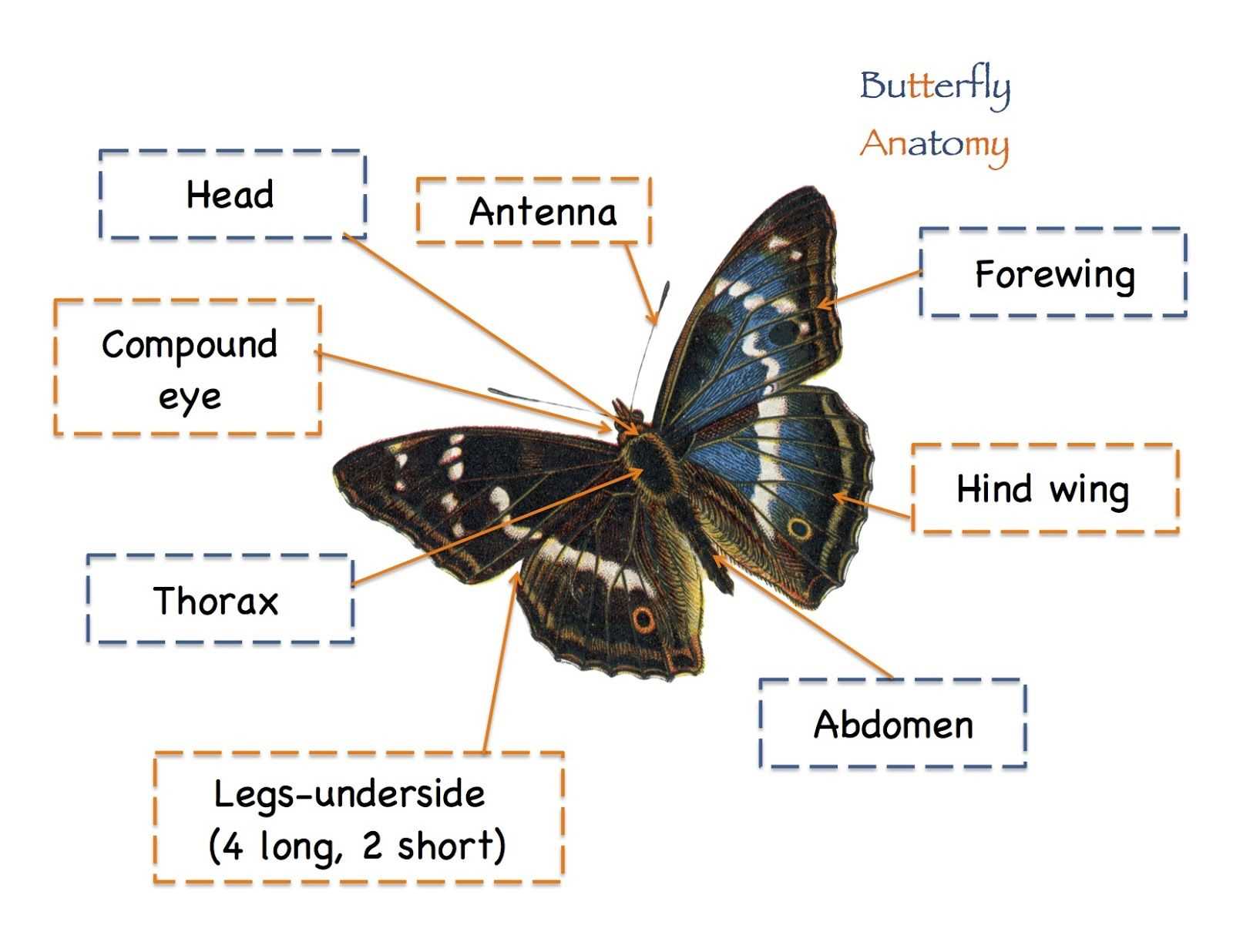 butterfly body parts diagram