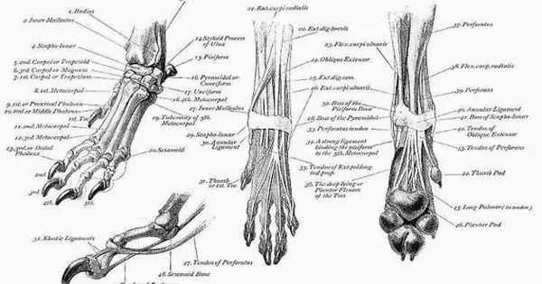 dog paw parts diagram