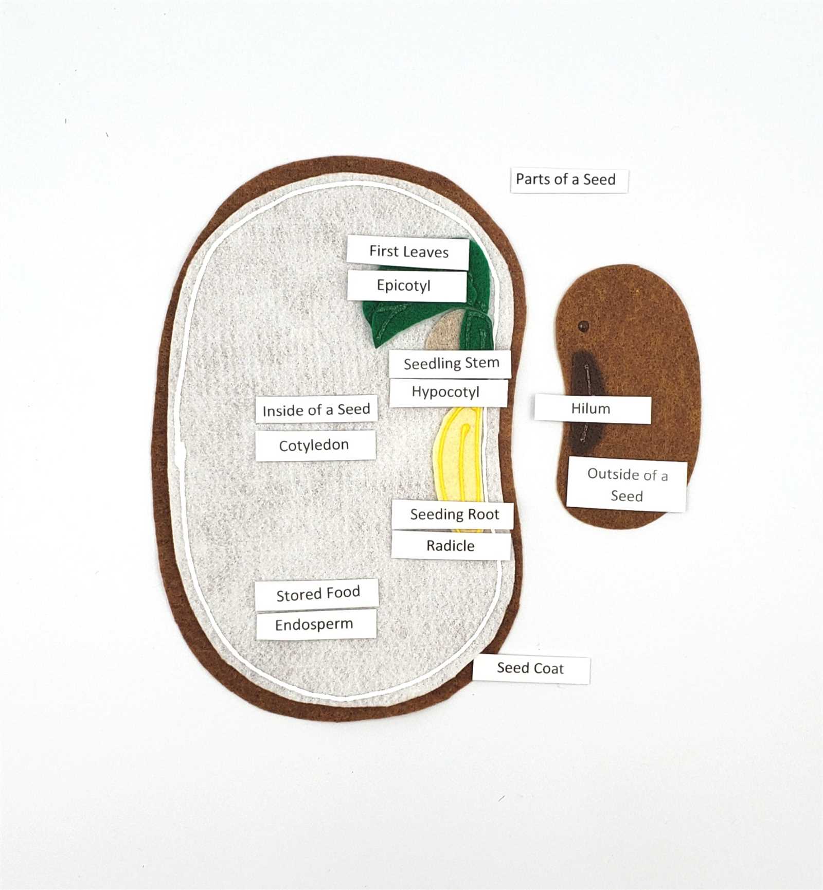 diagram of parts of a seed