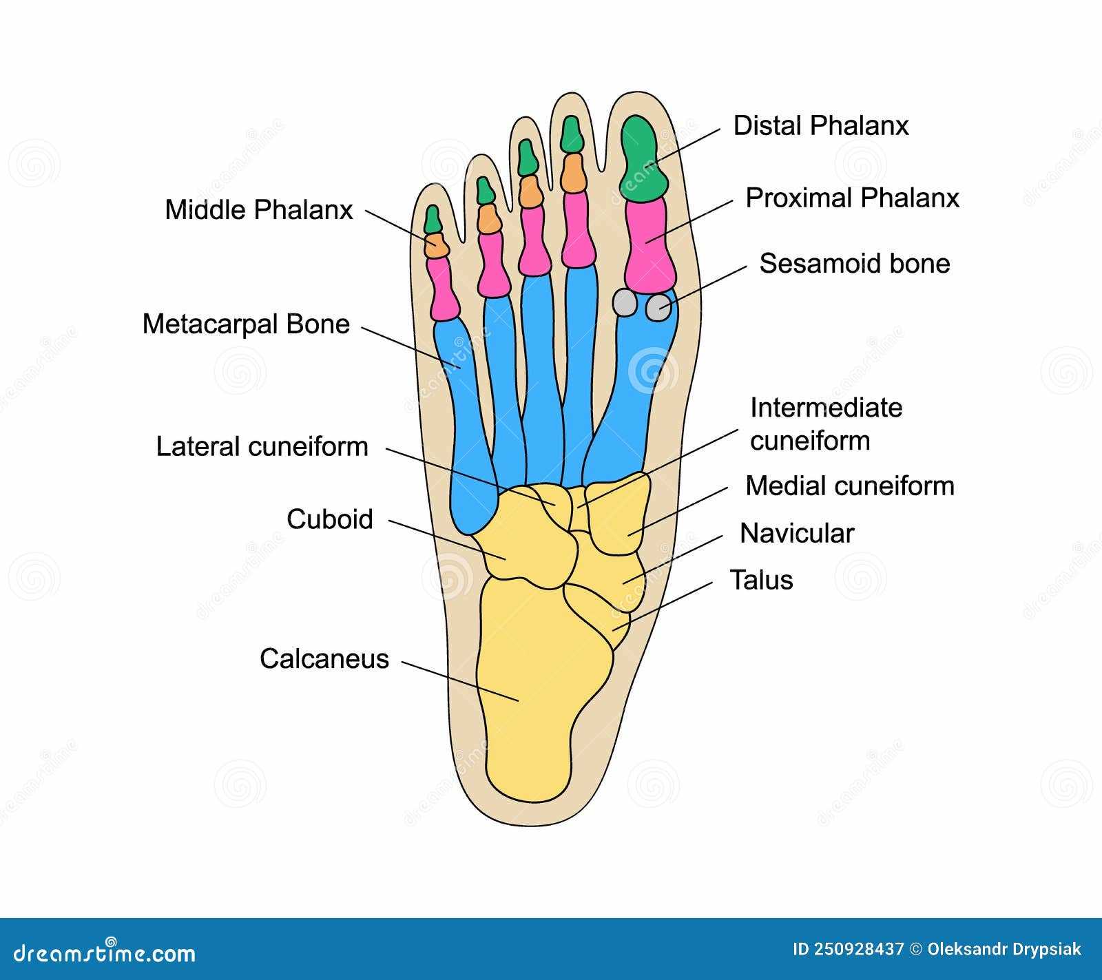 human leg parts diagram
