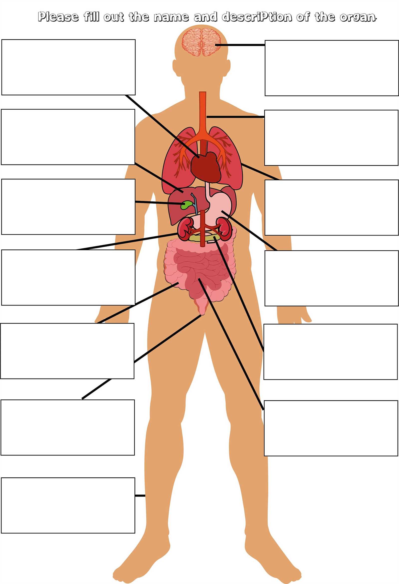 body parts diagram blank