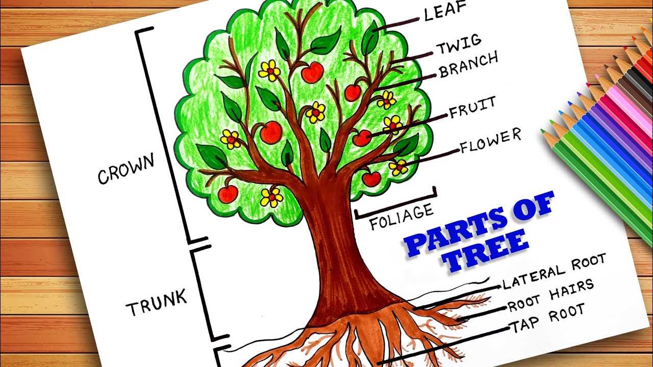 diagram of a tree and its parts