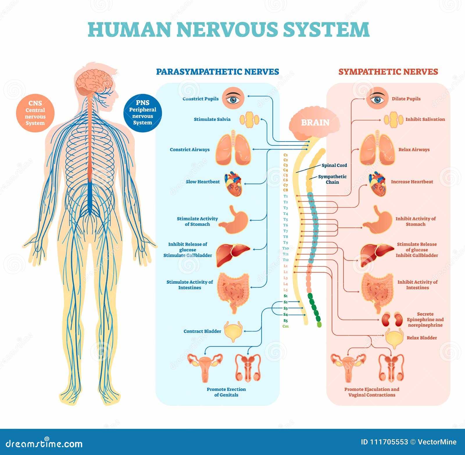 diagram of the human body parts