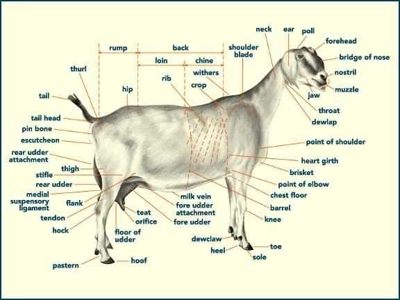 goat parts diagram