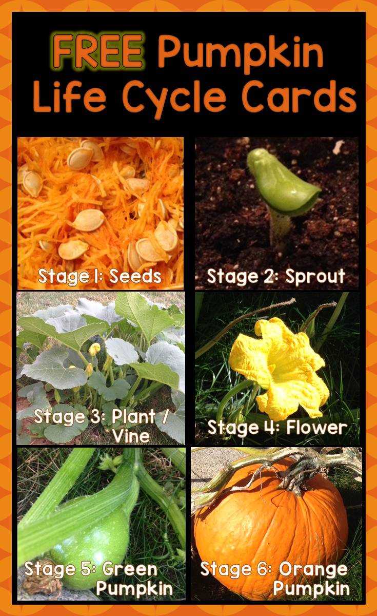 parts of a pumpkin plant diagram