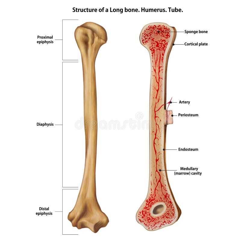 parts of a bone diagram