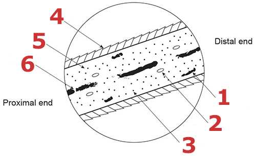 hair parts diagram