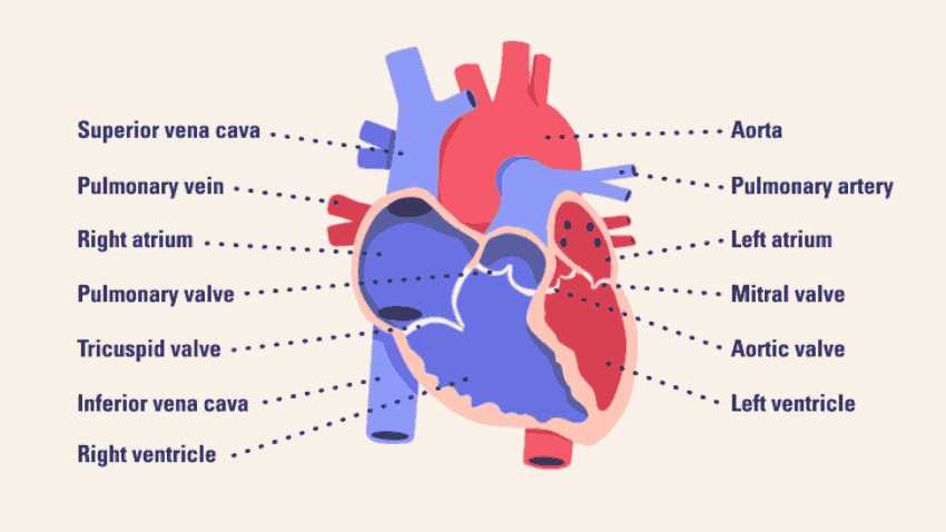 heart diagram with parts