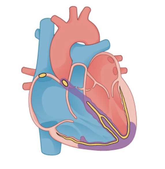 heart diagram with parts