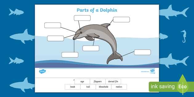 parts of a dolphin diagram