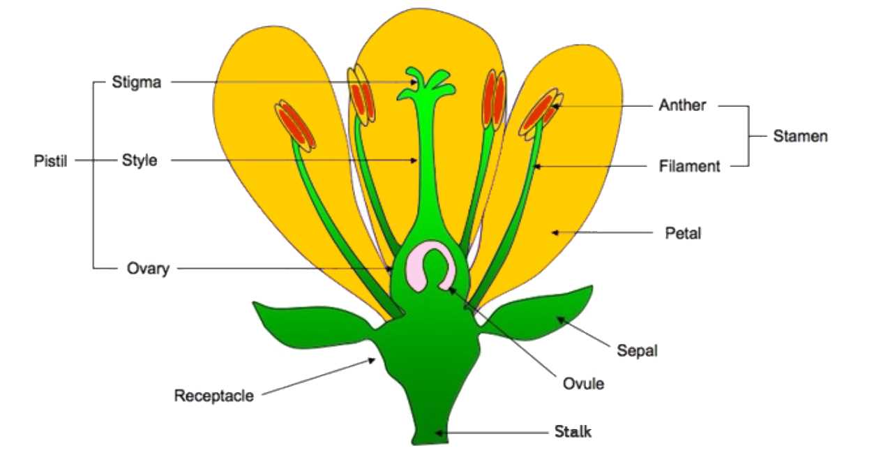 flower reproductive parts diagram