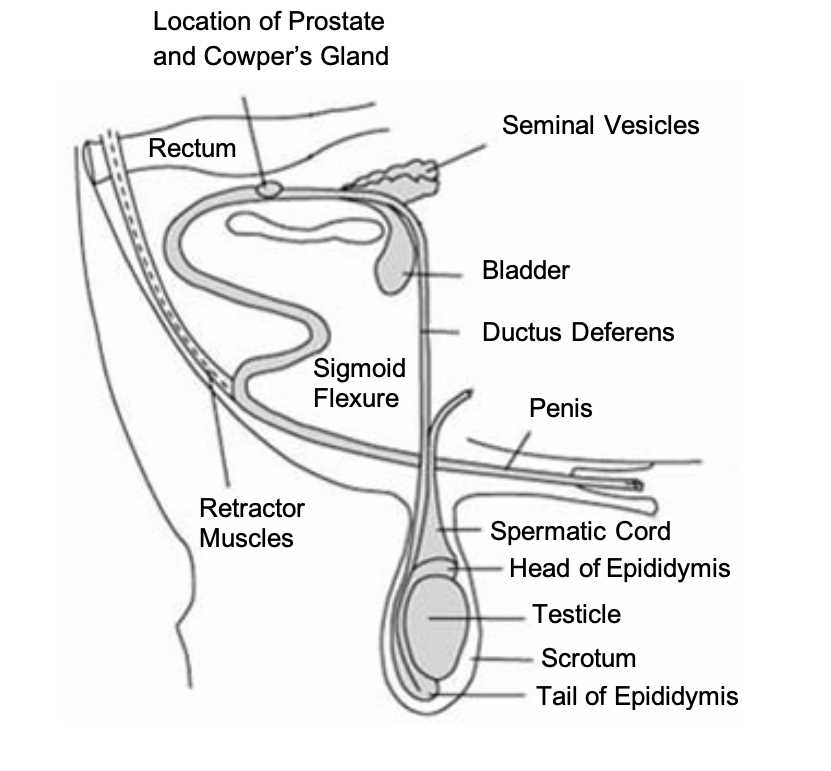 cva wolf parts diagram