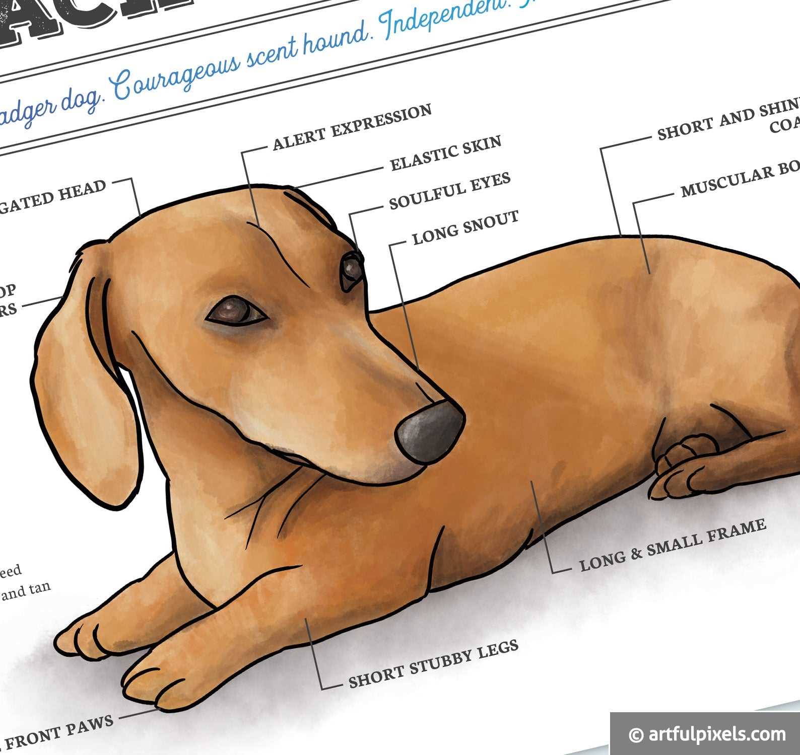 dog parts diagram