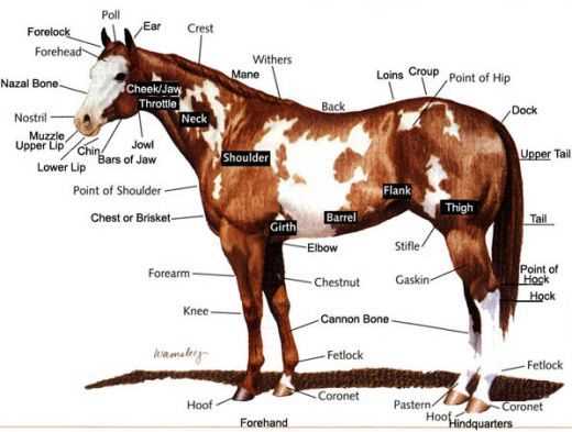 horse body parts diagram