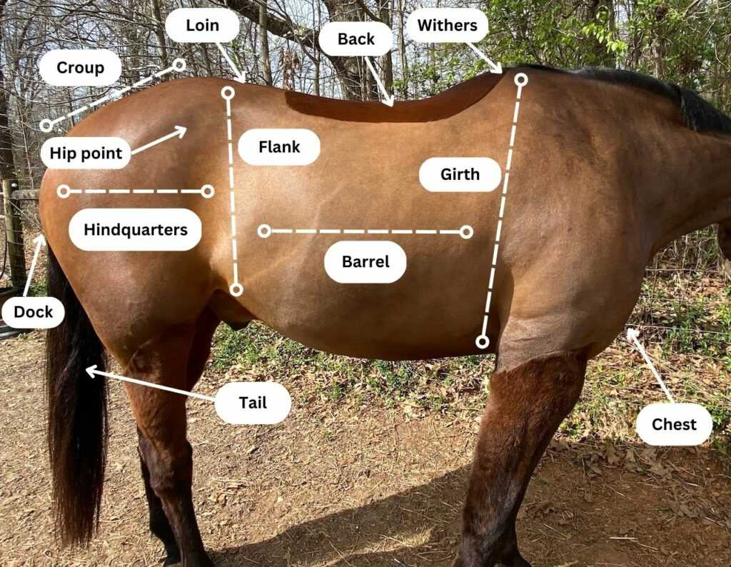 horse body parts diagram