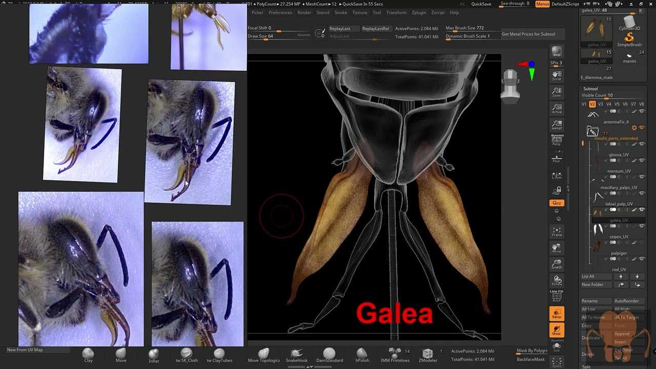 honey bee mouth parts diagram