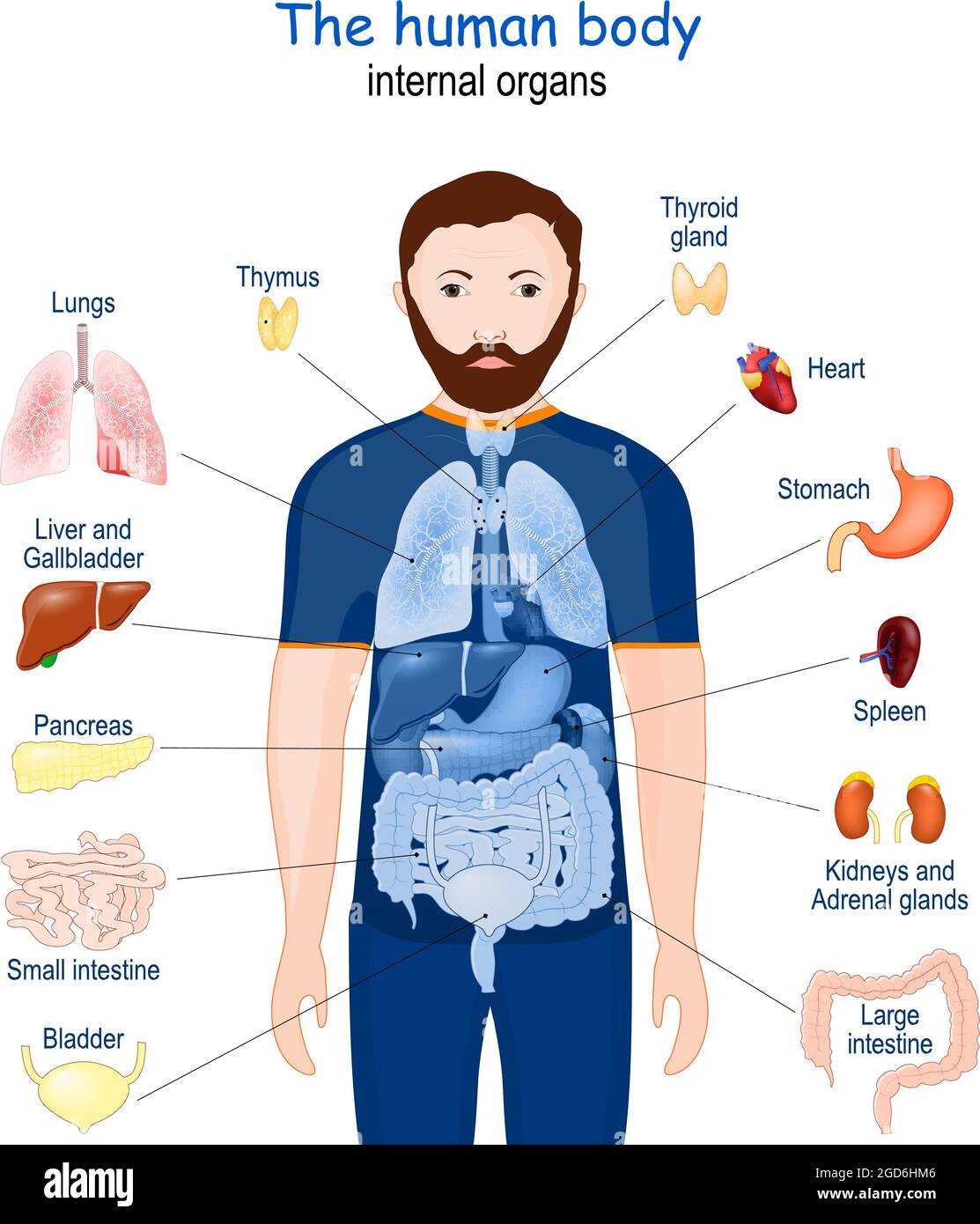 human body parts diagram with label