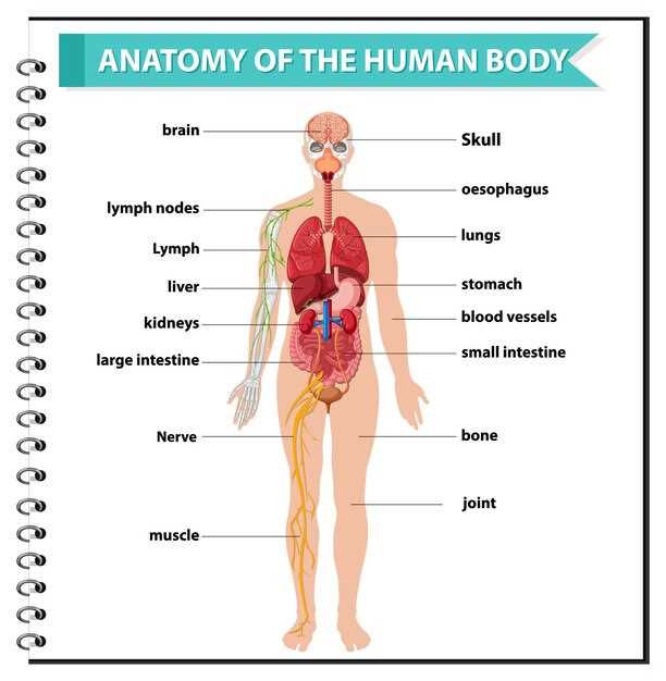 human body parts diagram with label