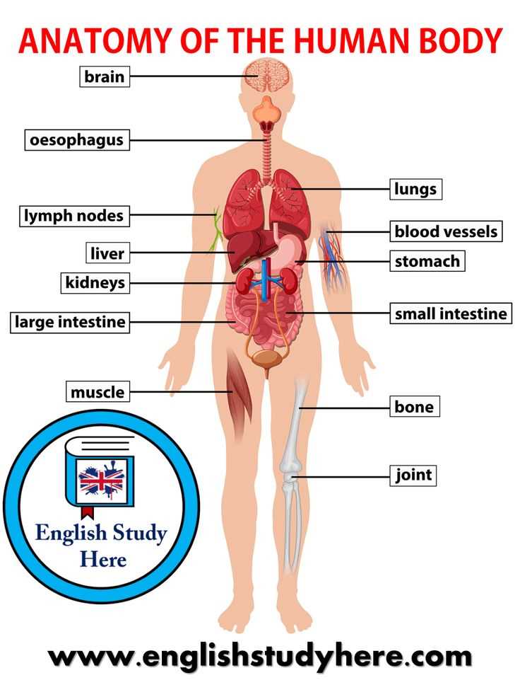 human body parts diagram with names