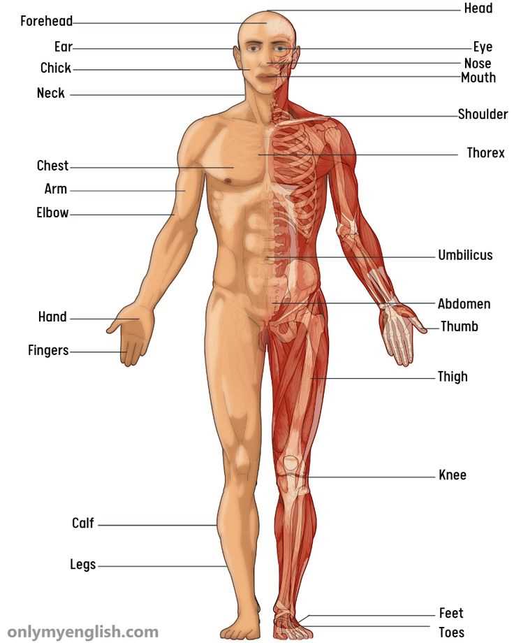 human body parts diagram with names