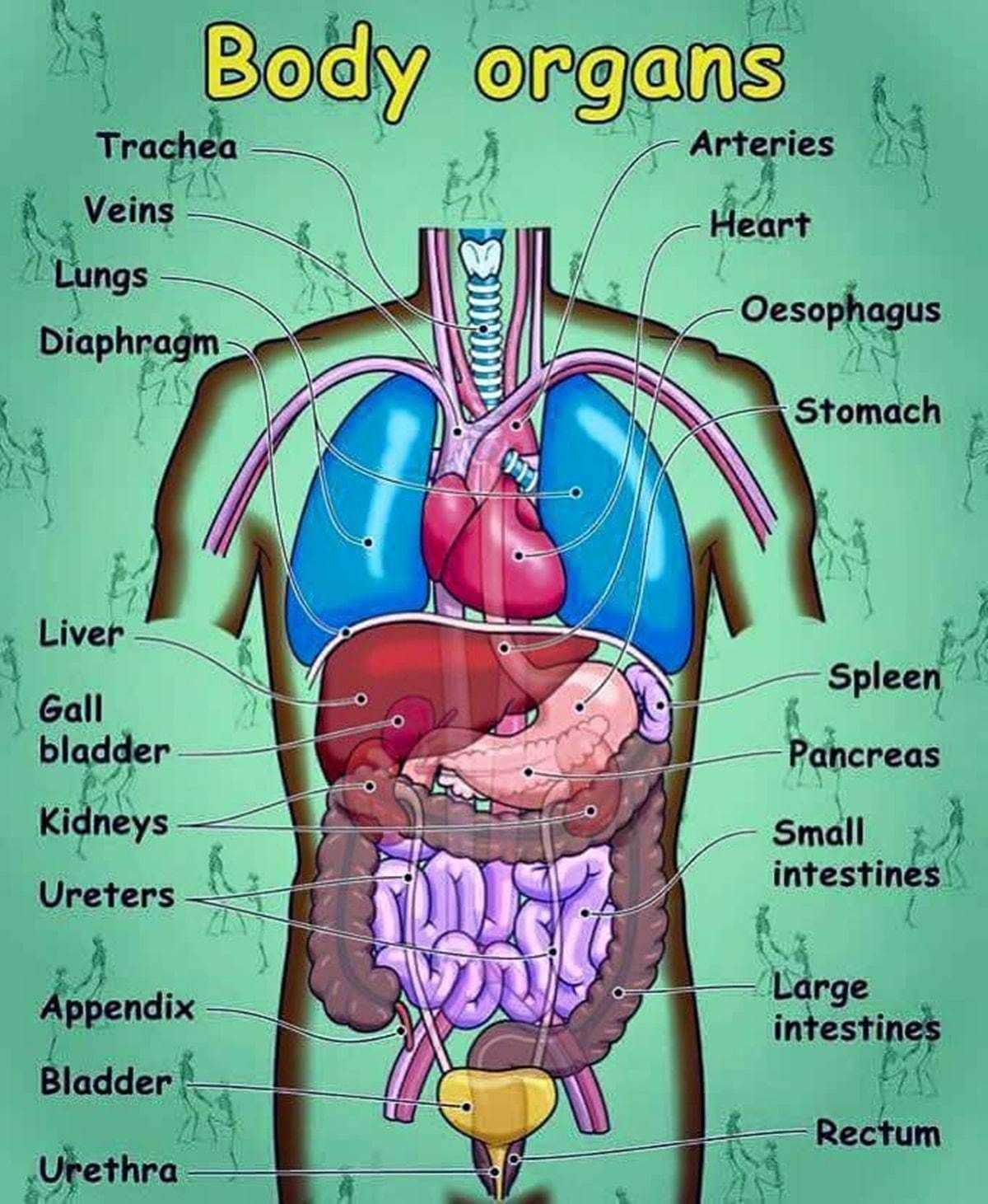 human external body parts diagram