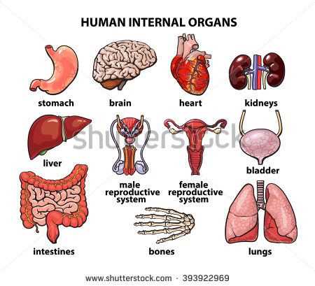 human internal body parts diagram