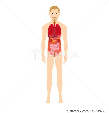 human internal body parts diagram