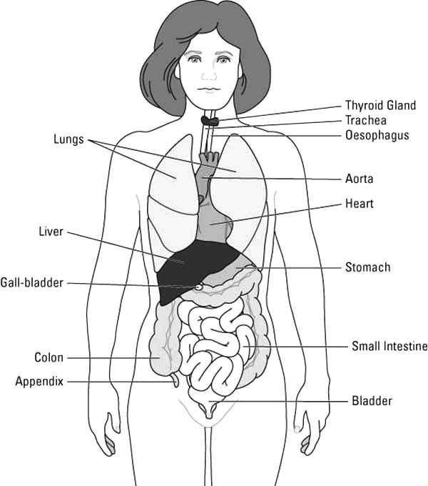 human parts diagram