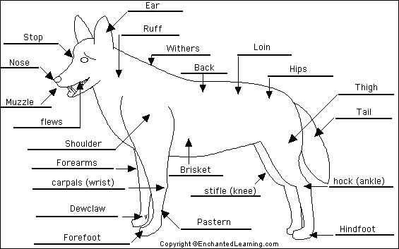 dog parts diagram