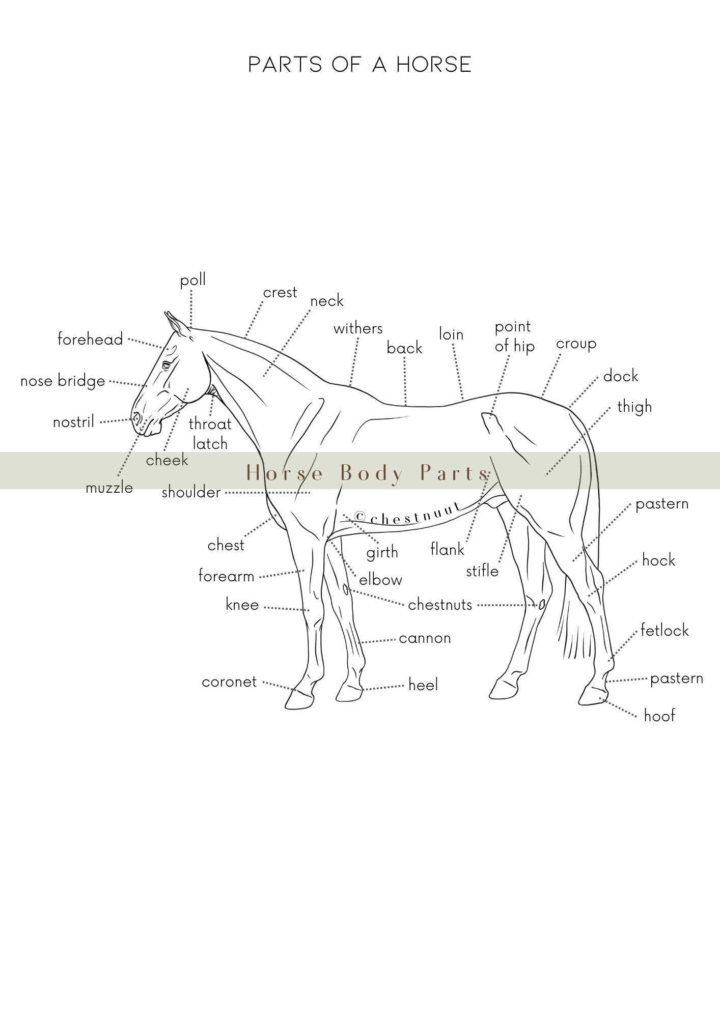 parts of a horse harness diagram