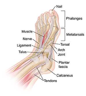 foot parts diagram with names