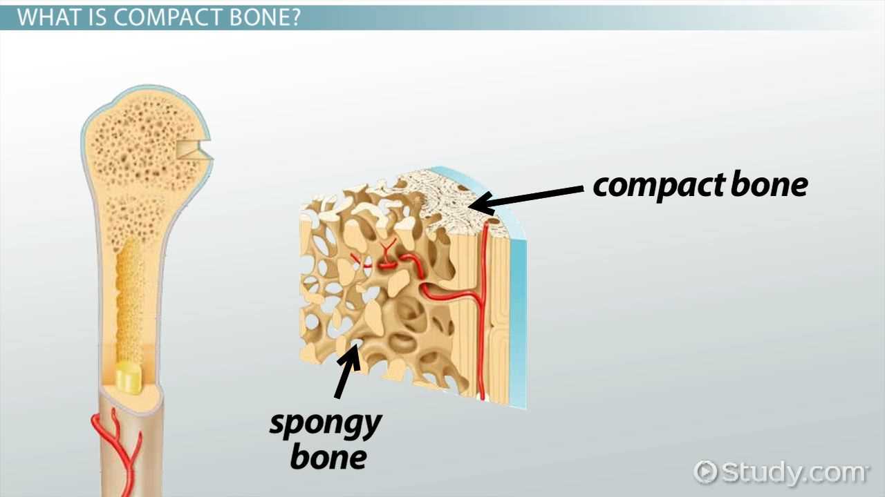 parts of a bone diagram